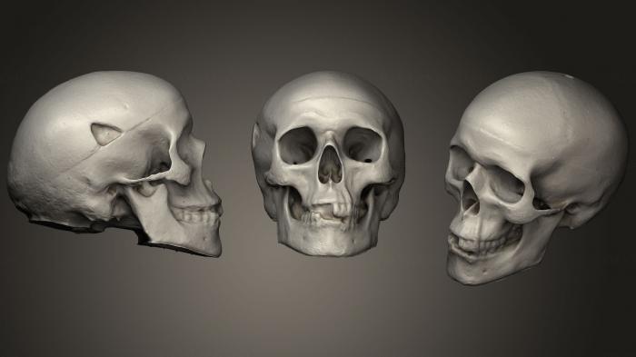 Anatomy of skeletons and skulls (ANTM_1280) 3D model for CNC machine